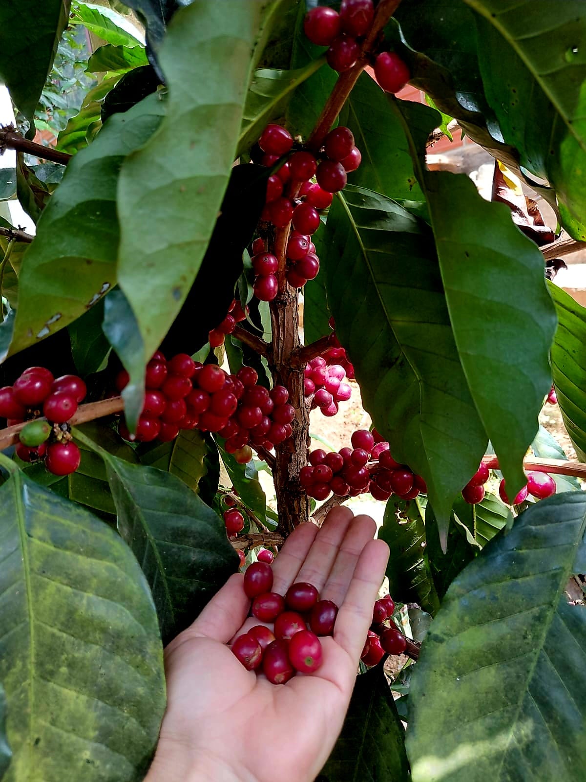 Cultivo